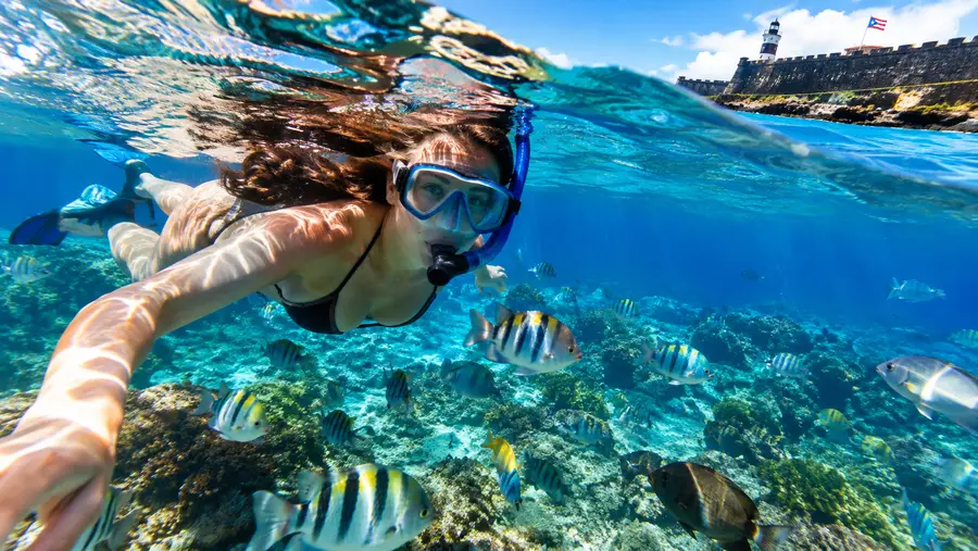 Exploring the Marine Life Around San Juan