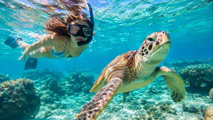 Snorkeling with Turtles in San Juan Best Spots Tours
